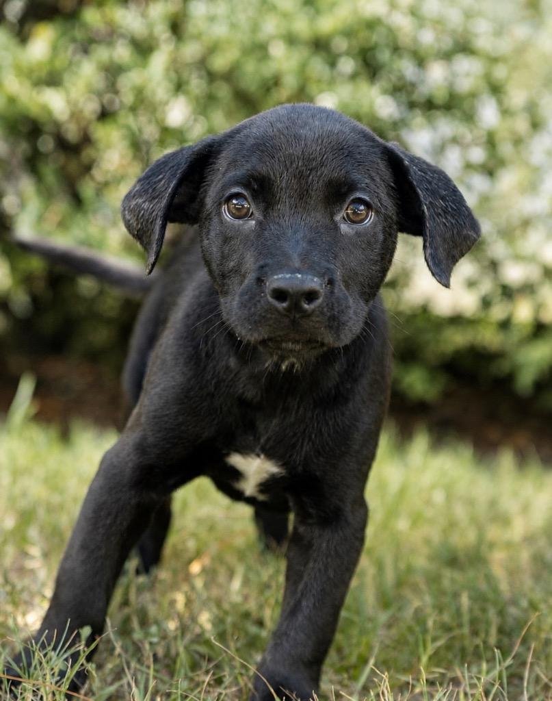 Zeus, Adoptable, Puppy Male Labrador Retriever.