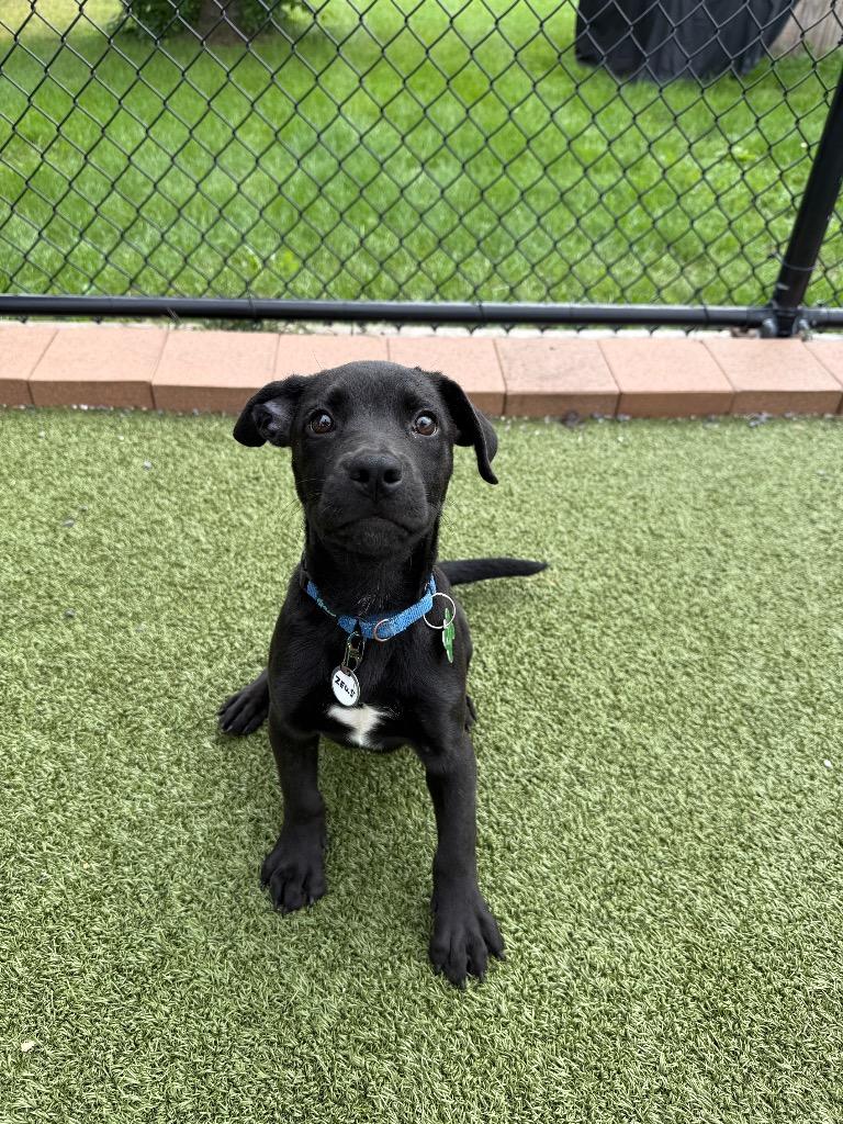Enlarge Zeus, a Adoptable mixed breed in North Syracuse, NY image 2/4