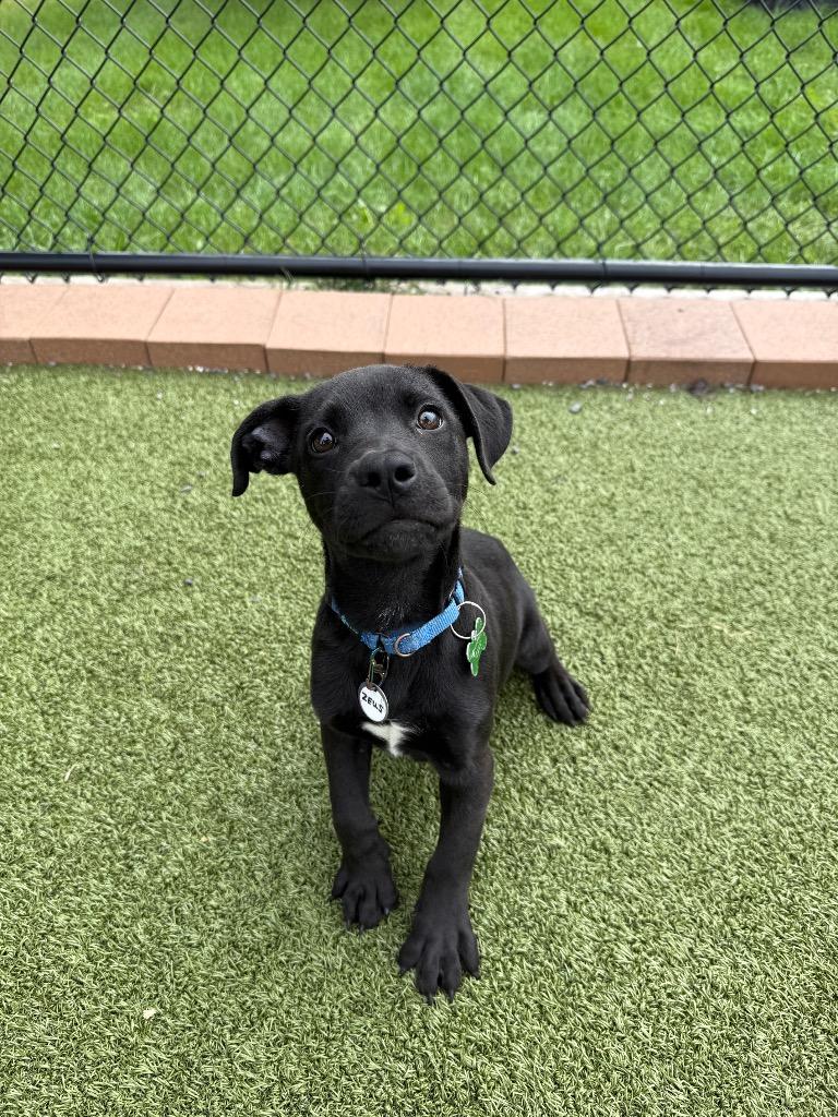 Enlarge Zeus, a Adoptable mixed breed in North Syracuse, NY image 3/4