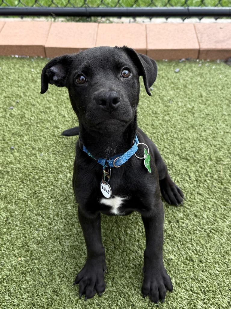 Enlarge Zeus, a Adoptable mixed breed in North Syracuse, NY image 4/4
