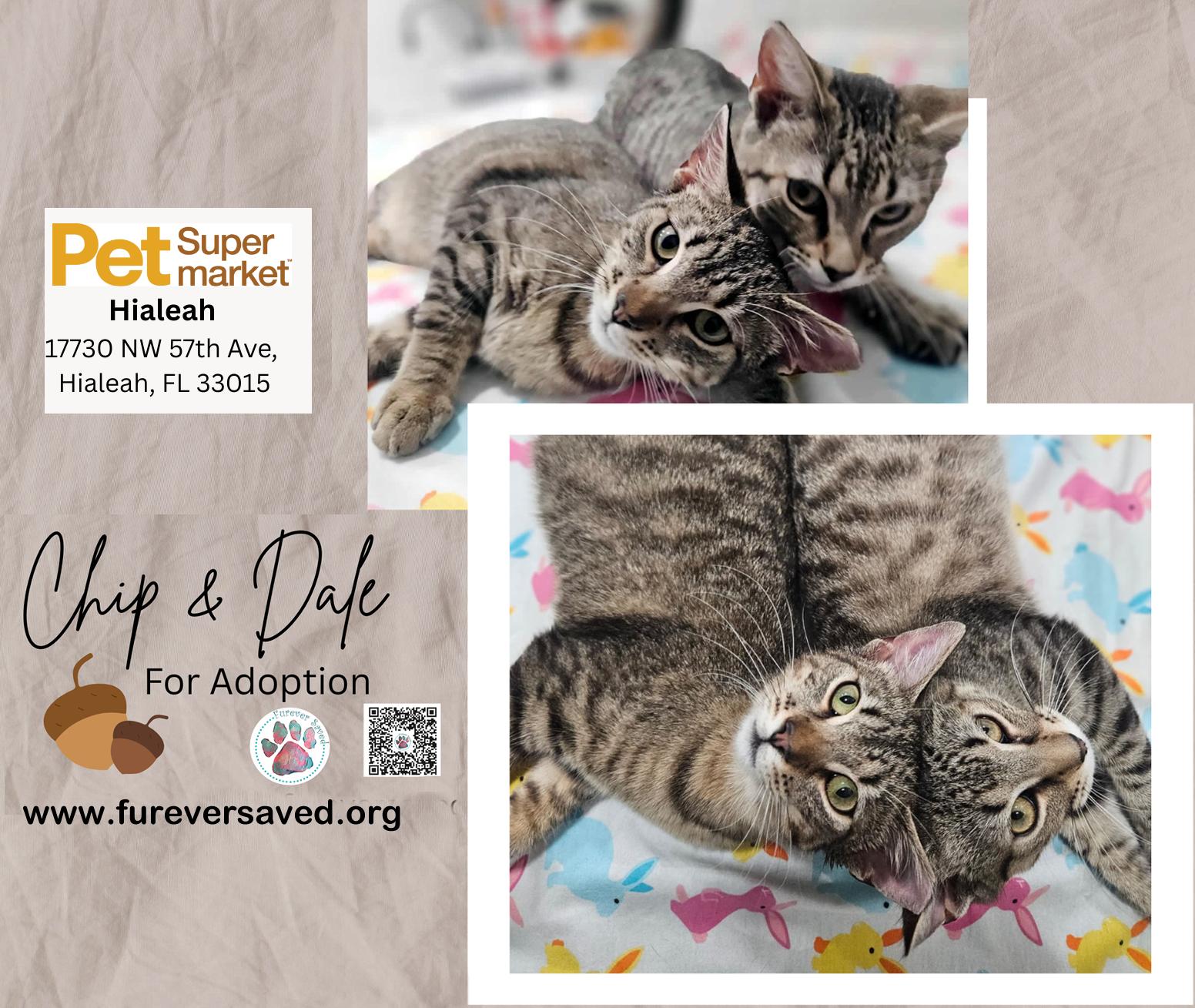 Chip and Dale, ADOPTABLE, Kitten Male Domestic Short Hair.