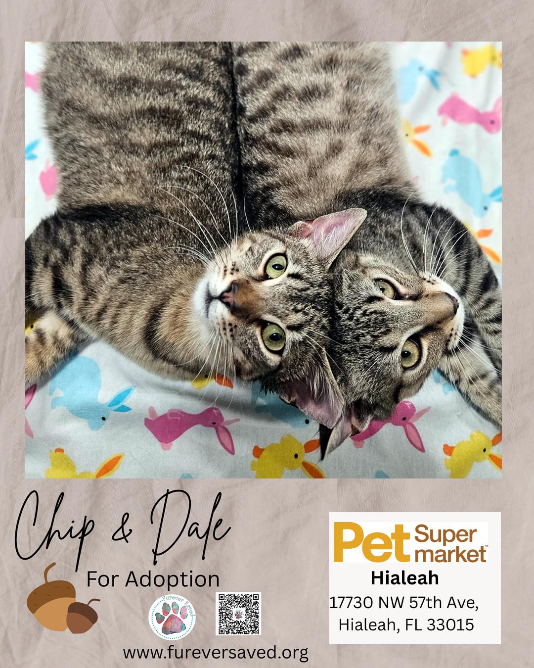 Chip and Dale, a ADOPTABLE Domestic Short Hair in Miami, FL image 3/4