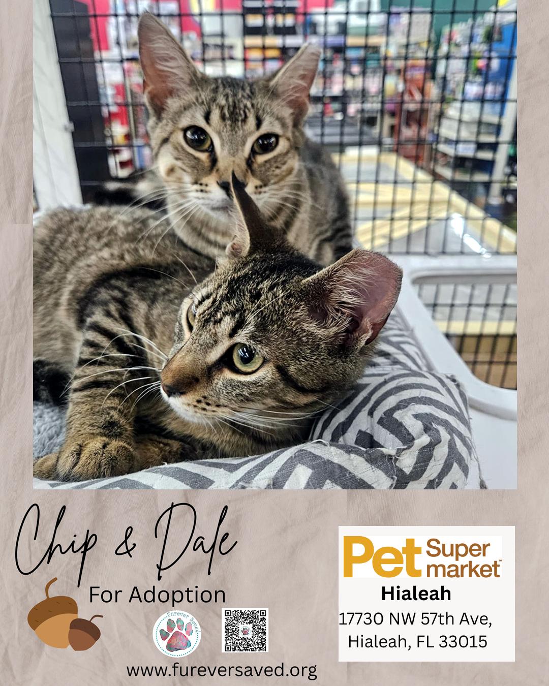 Chip and Dale, a ADOPTABLE Domestic Short Hair in Miami, FL image 4/4