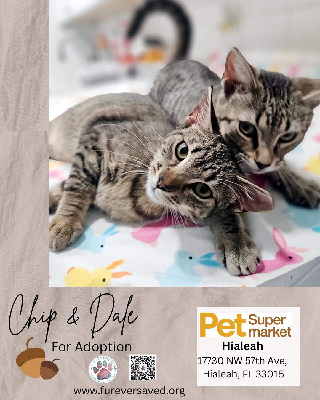 Chip and Dale, a ADOPTABLE Domestic Short Hair in Miami, FL image 2/4