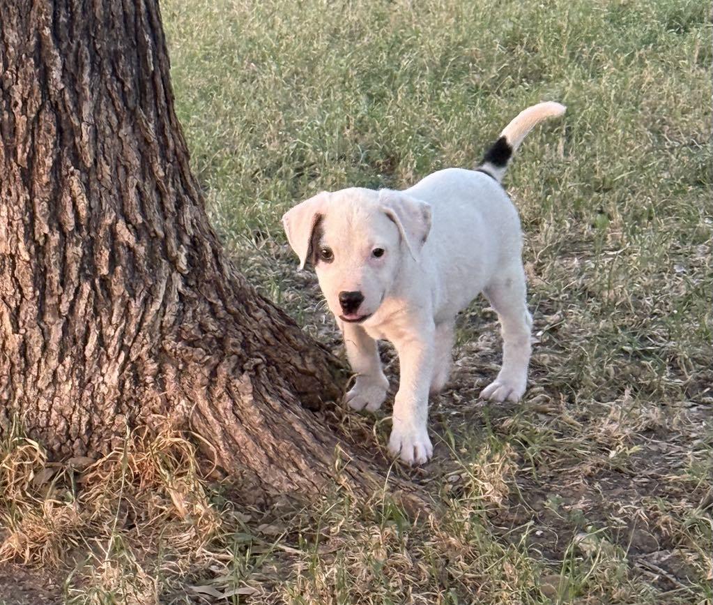 Spot