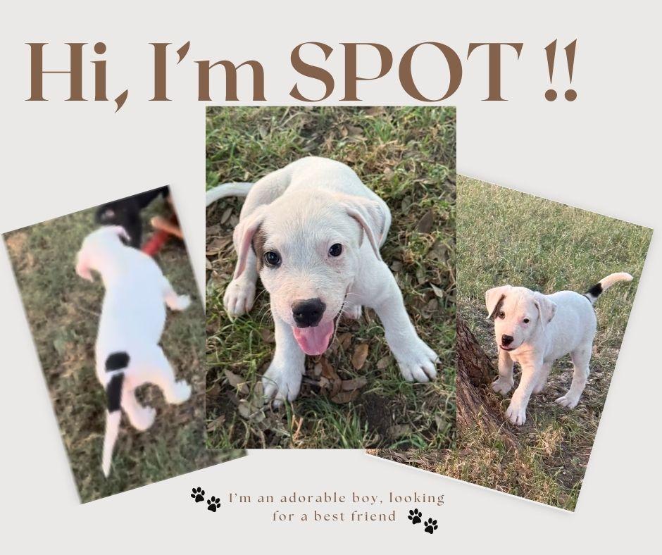 Spot photo 4