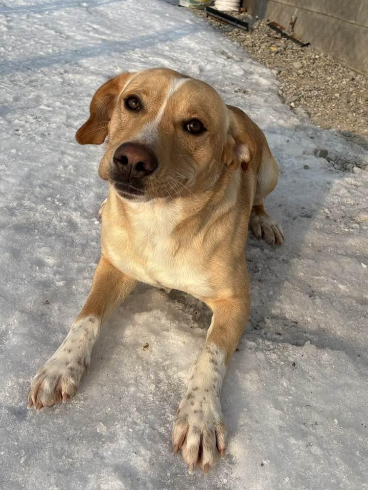 Enlarge TJ (Sponsored), a ADOPTABLE mixed breed in Munfordville, KY image 5/6