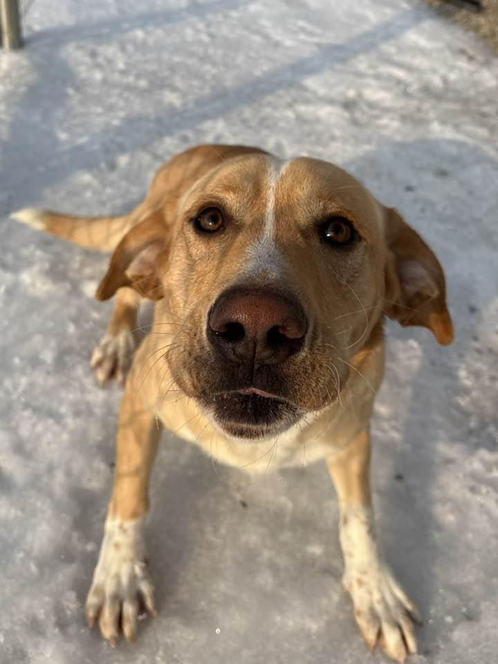 Enlarge TJ (Sponsored), a ADOPTABLE mixed breed in Munfordville, KY image 6/6