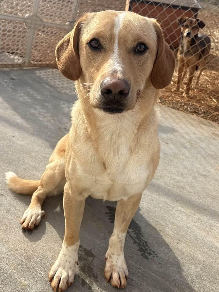 TJ (Sponsored), ADOPTABLE, Adult Male Labrador Retriever.