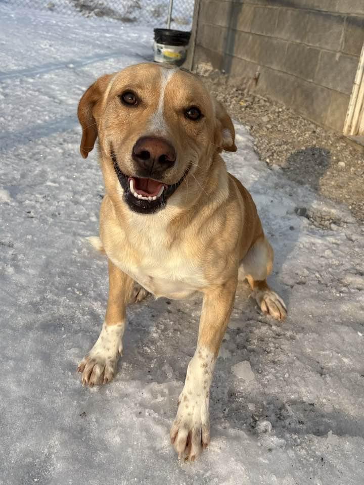 Enlarge TJ (Sponsored), a ADOPTABLE mixed breed in Munfordville, KY image 3/6