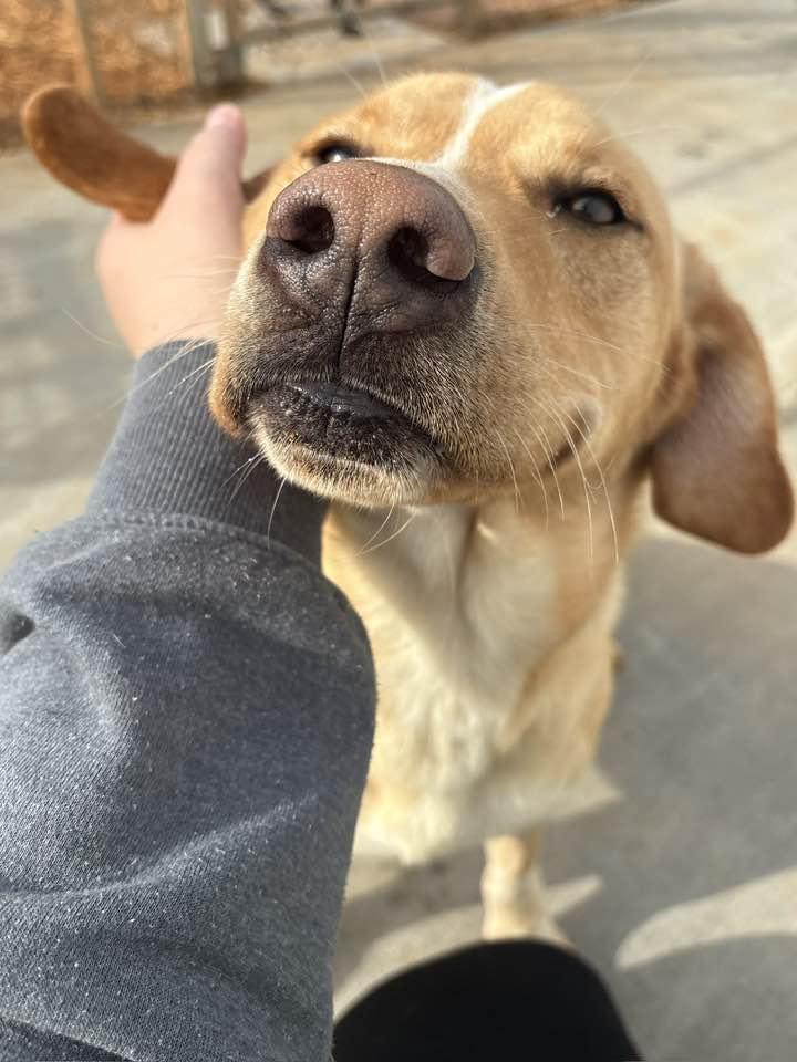 Enlarge TJ (Sponsored), a ADOPTABLE mixed breed in Munfordville, KY image 2/6