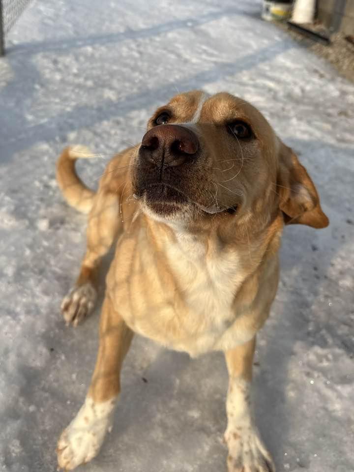 Enlarge TJ (Sponsored), a ADOPTABLE mixed breed in Munfordville, KY image 4/6