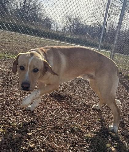 TJ, ADOPTABLE, Adult Male Labrador Retriever.