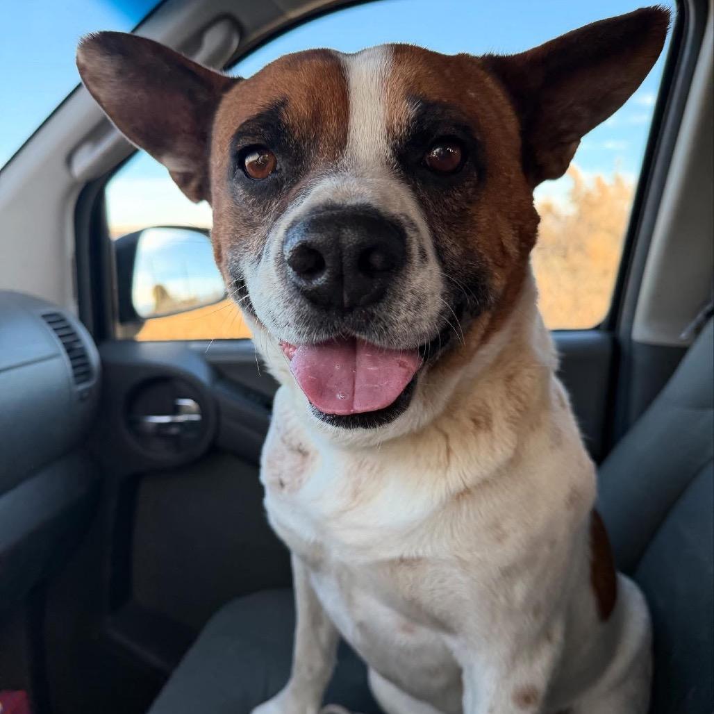 Maxey, Adoptable, Adult Male Cattle Dog & Mixed Breed.