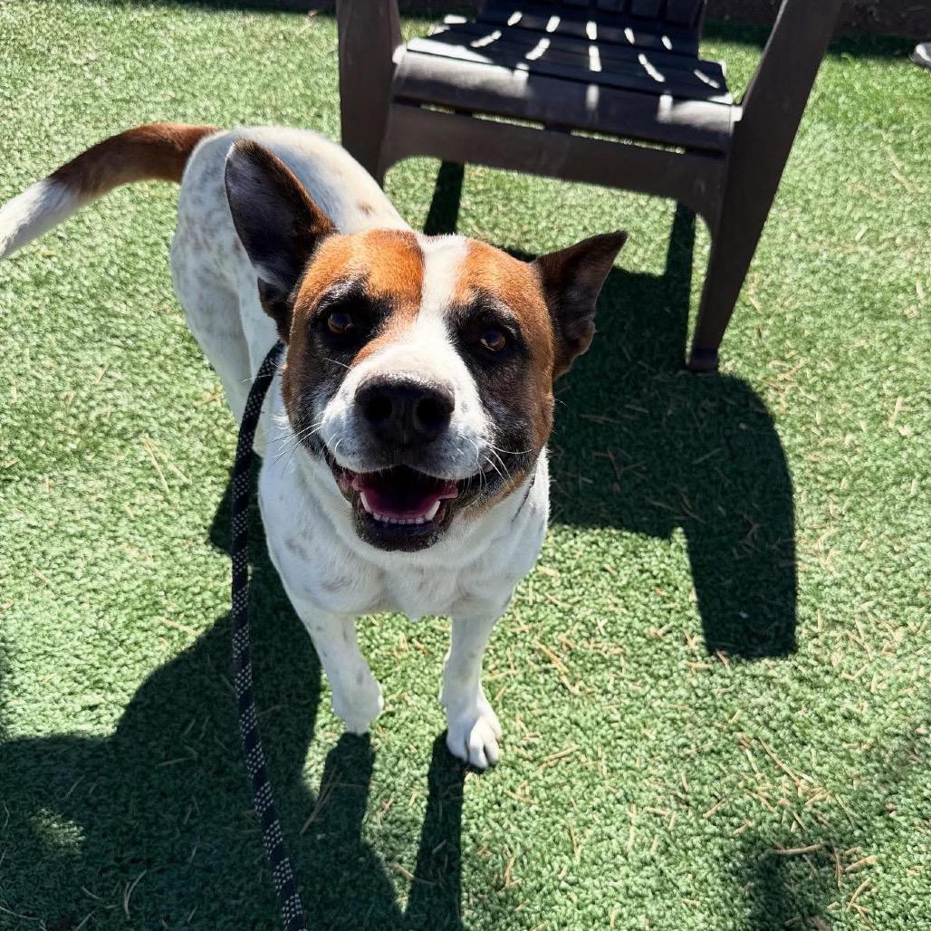 Enlarge Maxey, a Adoptable mixed breed in Grand Junction, CO image 1/3