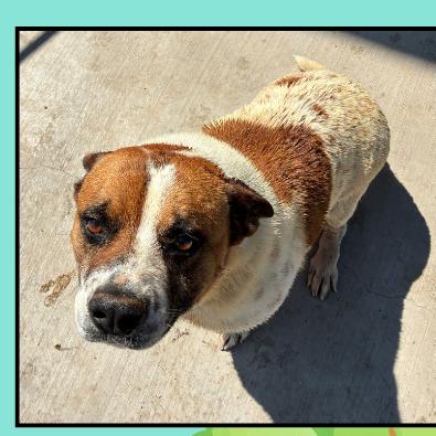 Enlarge Maxey, a Adoptable mixed breed in Grand Junction, CO image 2/3