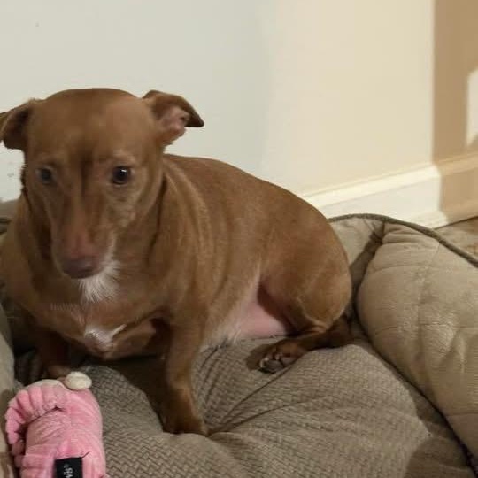 Susi, adopted, Adult Female Chiweenie.