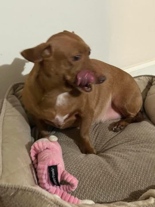 Susi, an adopted Chiweenie in Lexington, KY image 2/2