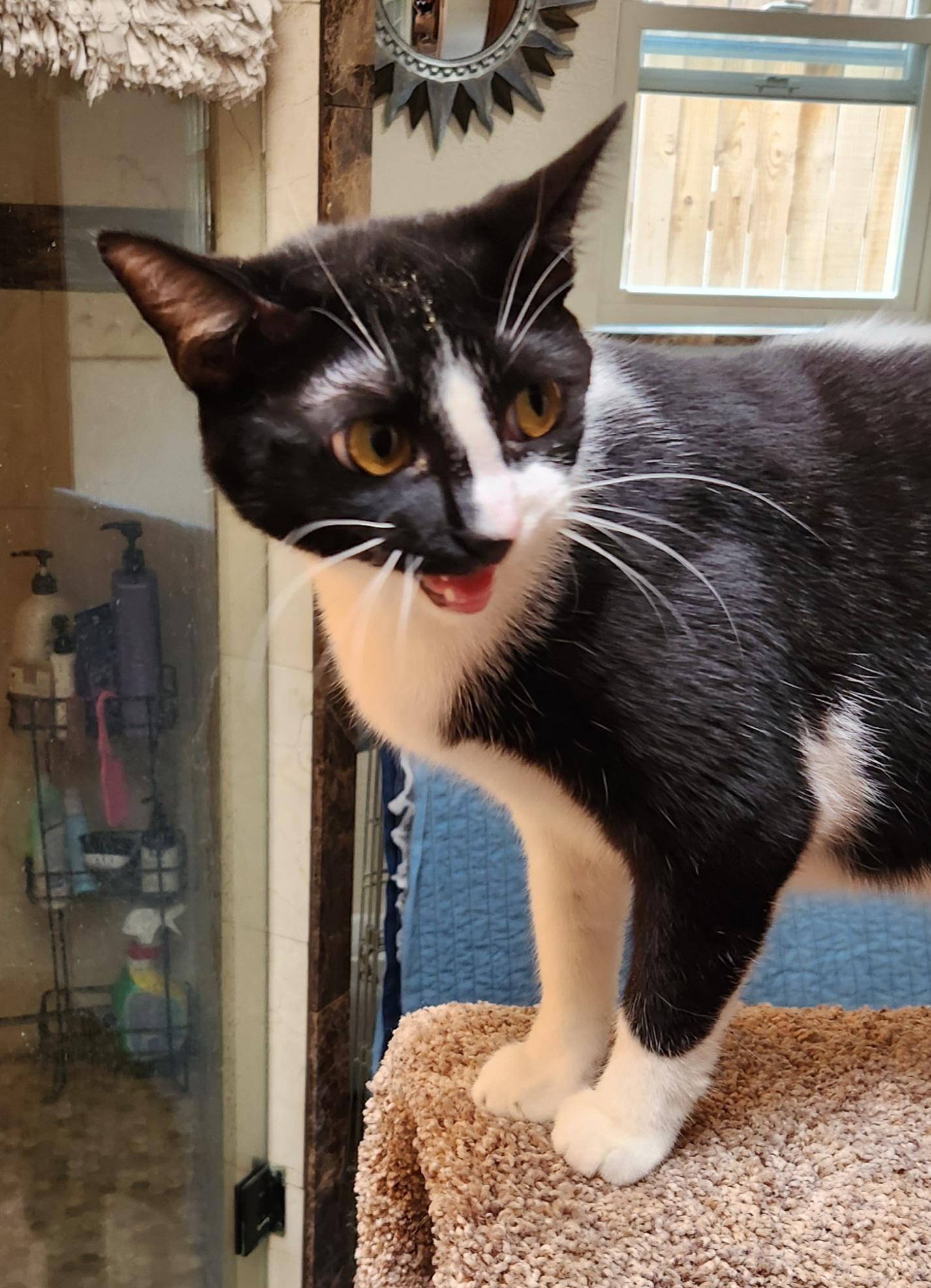 Penny, a ADOPTABLE mixed breed in Oklahoma City, OK image 3/5