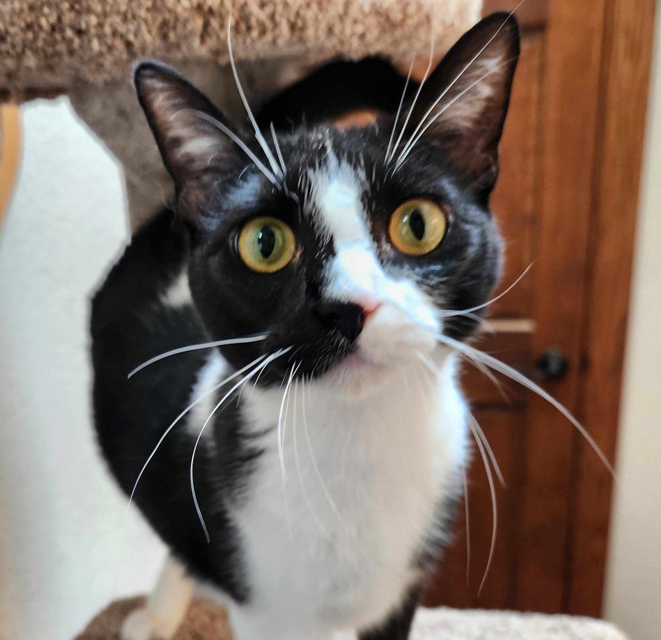 Penny, ADOPTABLE, Young Female Domestic Short Hair.
