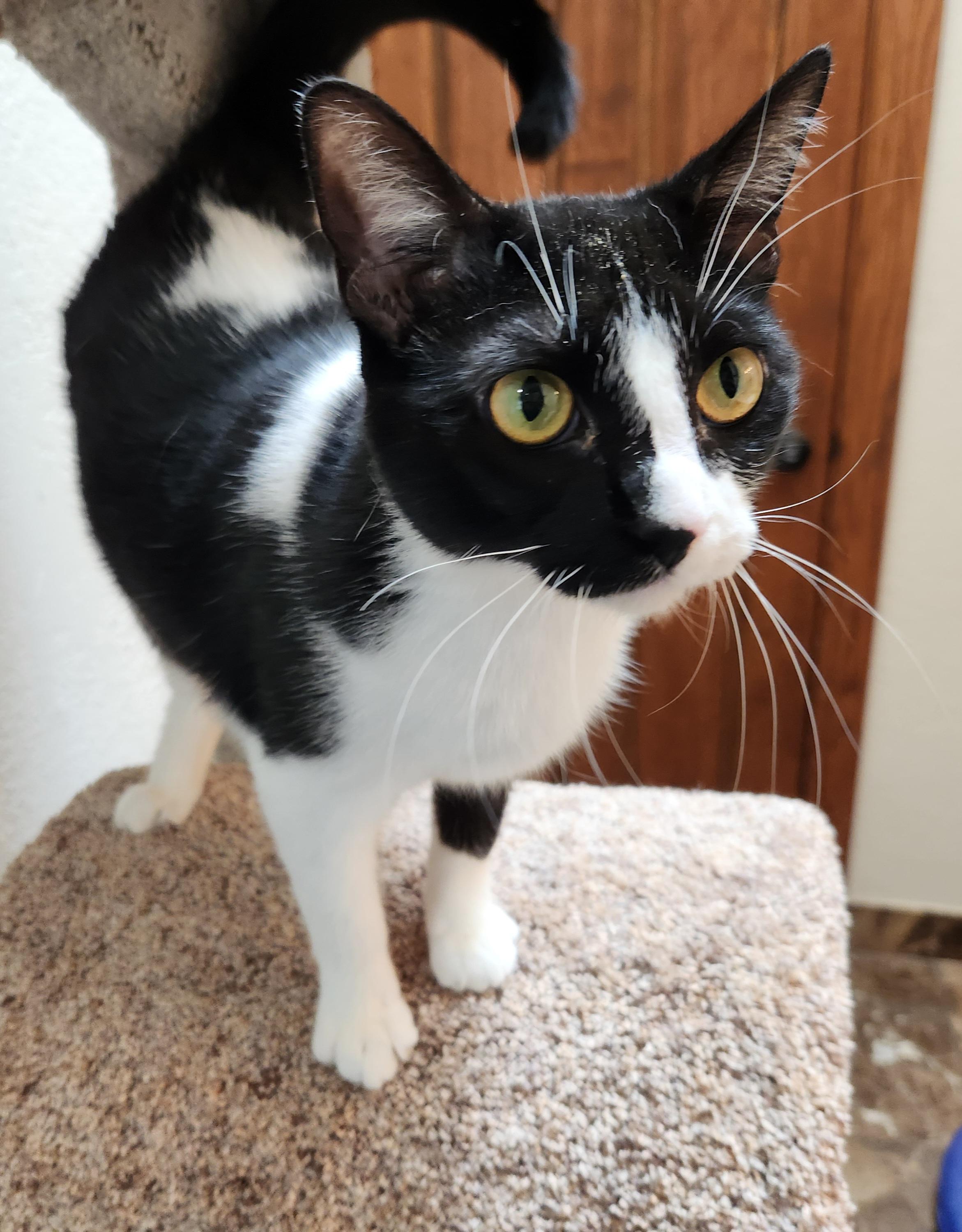 Penny, a ADOPTABLE mixed breed in Oklahoma City, OK image 4/5
