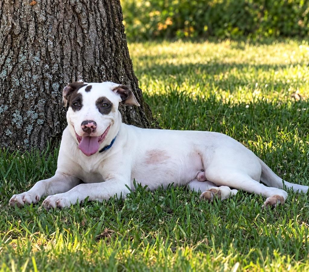 Enlarge Rip, a Adoptable mixed breed in Princeton, MA image 2/3