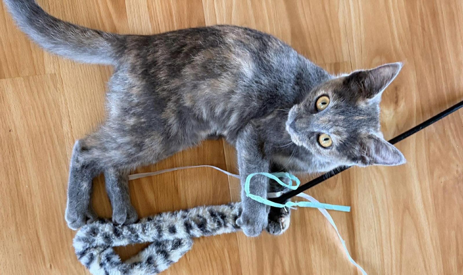 Sage, Adoptable, Kitten Female Domestic Short Hair.
