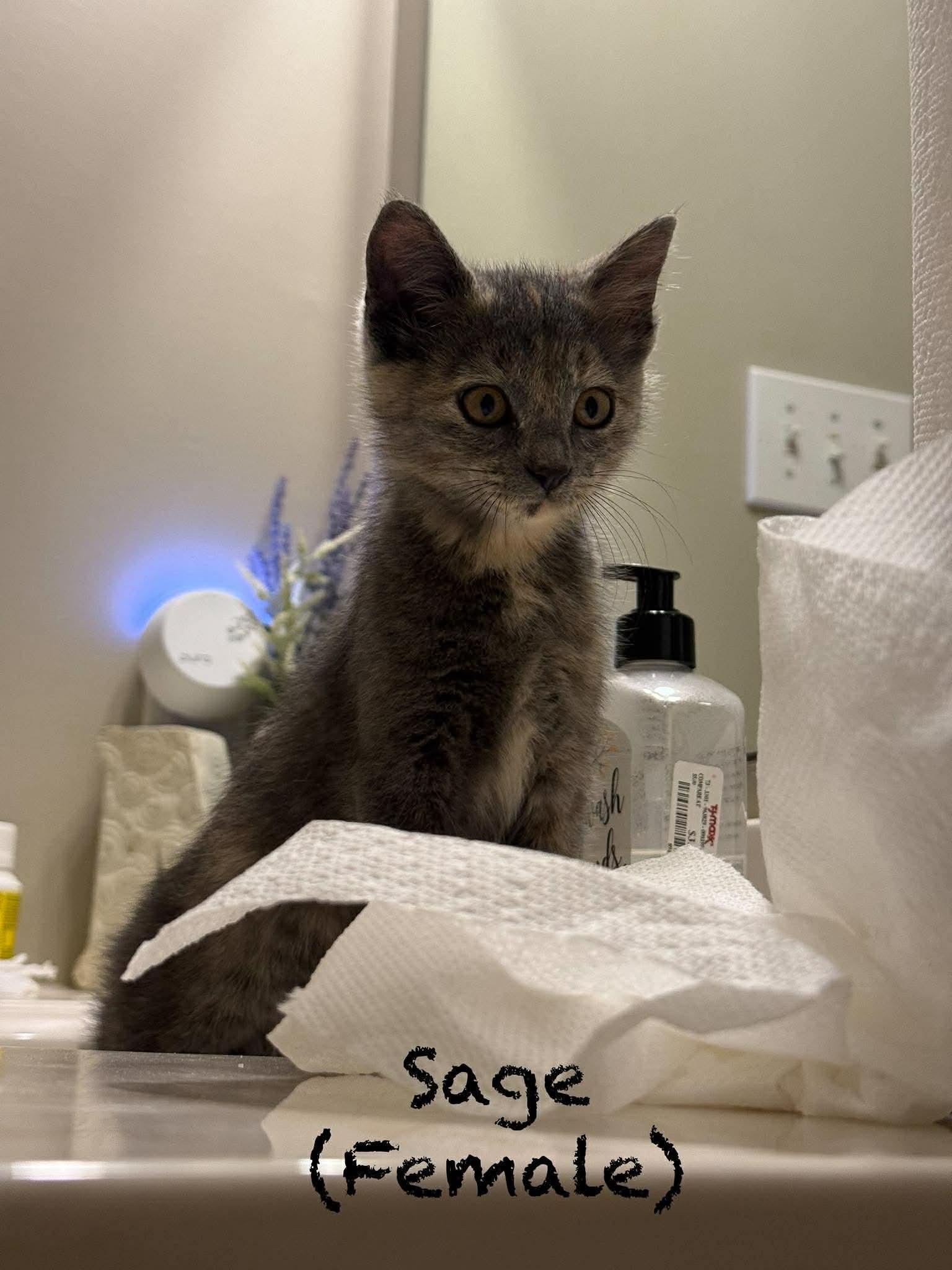 Sage, Adoptable, Kitten Female Domestic Short Hair.