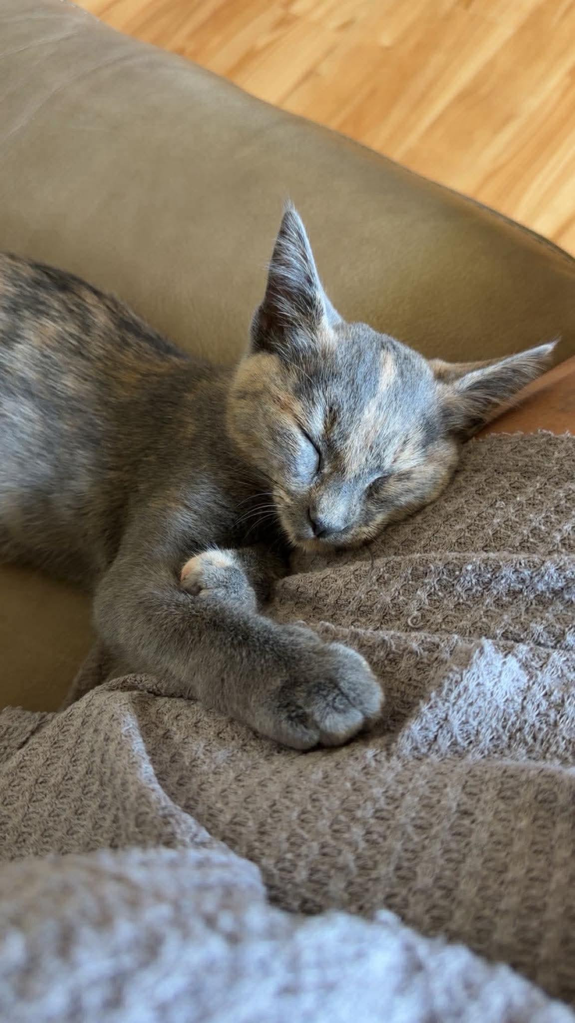 Enlarge Sage, a Adoptable Domestic Short Hair in Oakboro , NC image 2/2