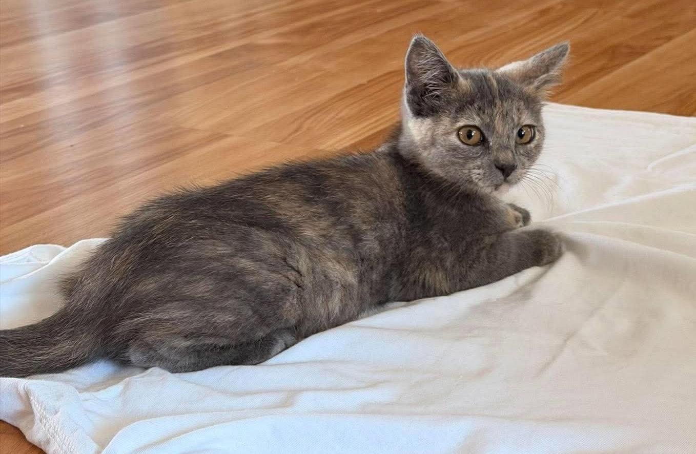 Enlarge Sage, a Adoptable Domestic Short Hair in Oakboro , NC image 2/3