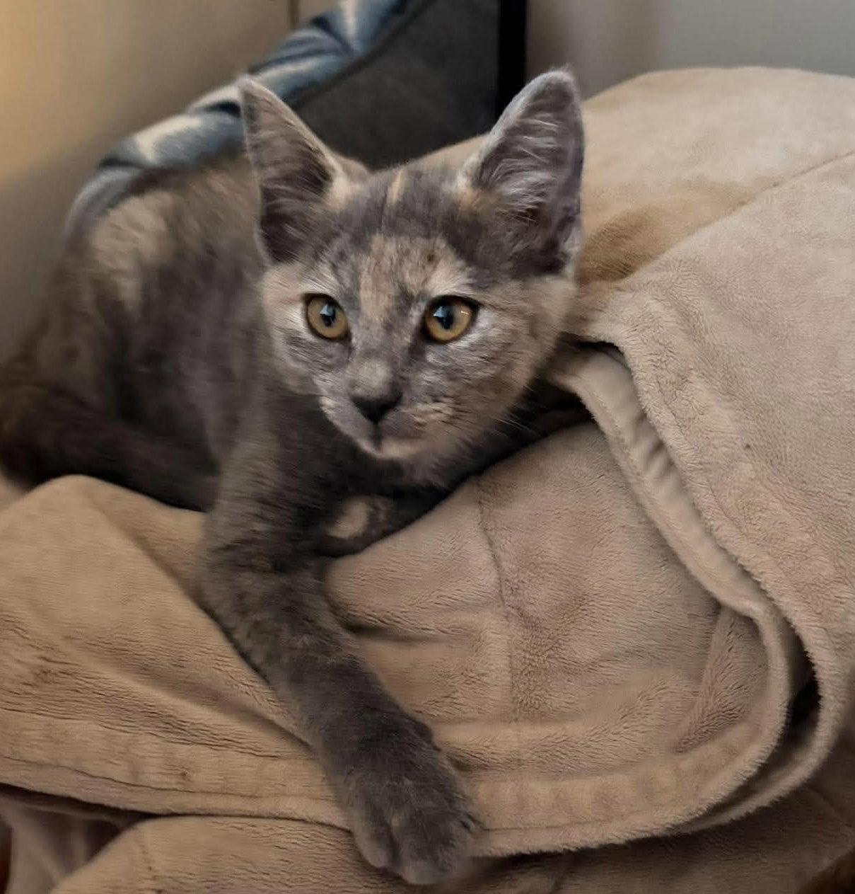Enlarge Sage, a Adoptable Domestic Short Hair in Oakboro , NC image 3/3