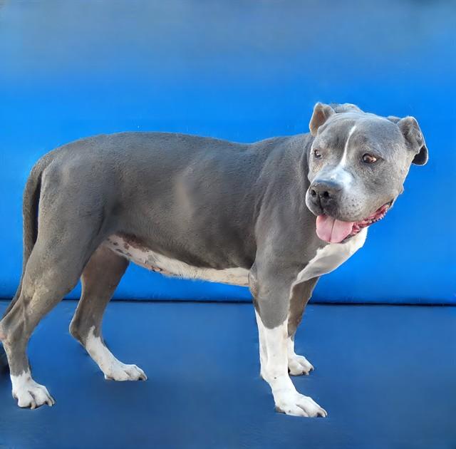 Enlarge AVA, a Adoptable Pit Bull Terrier in Baldwin Park, CA image 1/1