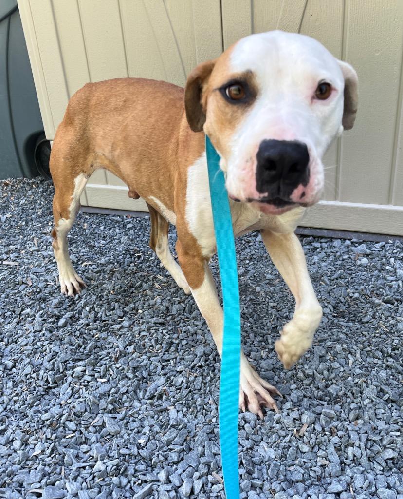 Enlarge Chocolate Roscoe, a Adoptable mixed breed in Mount Gilead, NC image 1/1