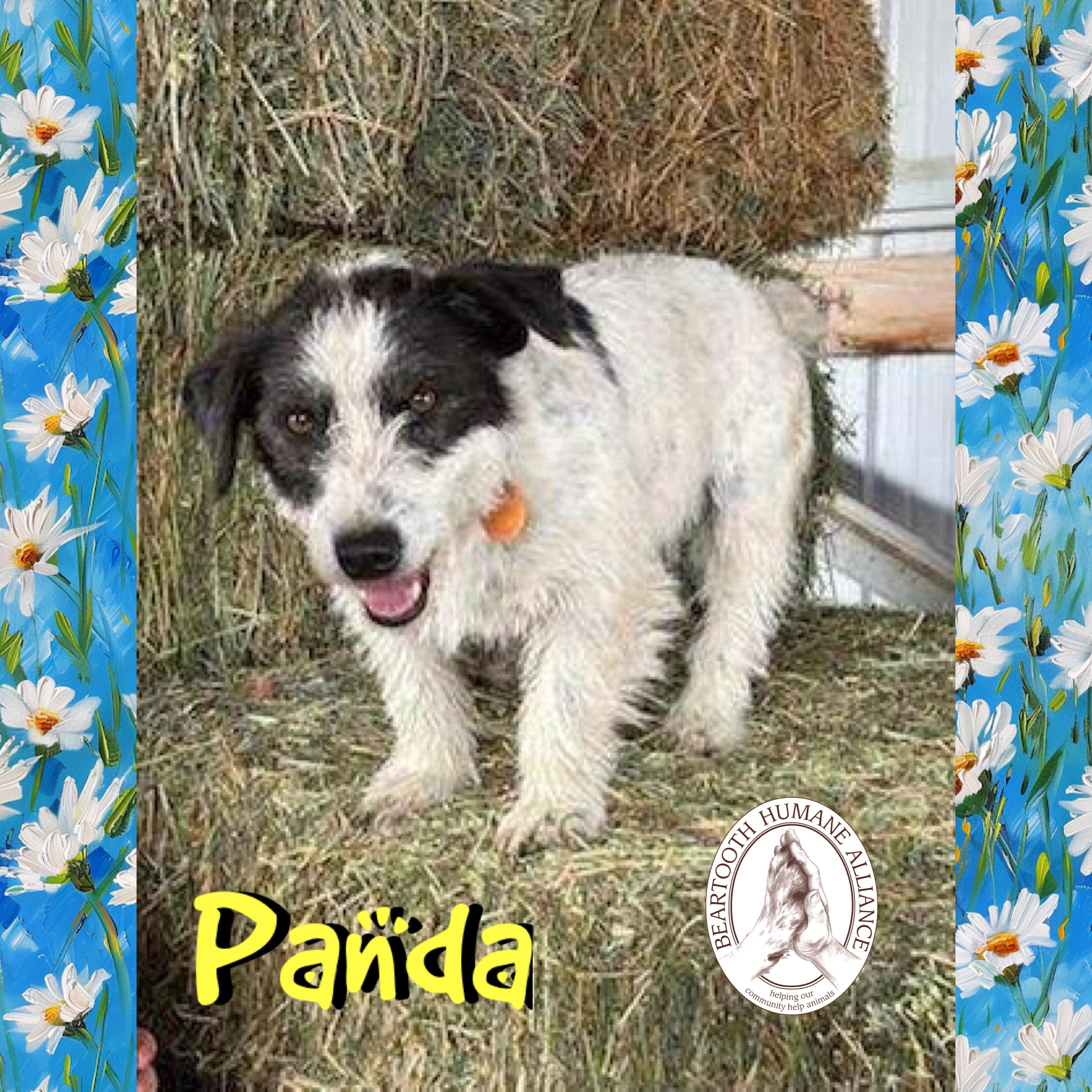 Enlarge Panda, a ADOPTABLE mixed breed in Red Lodge, MT image 4/4