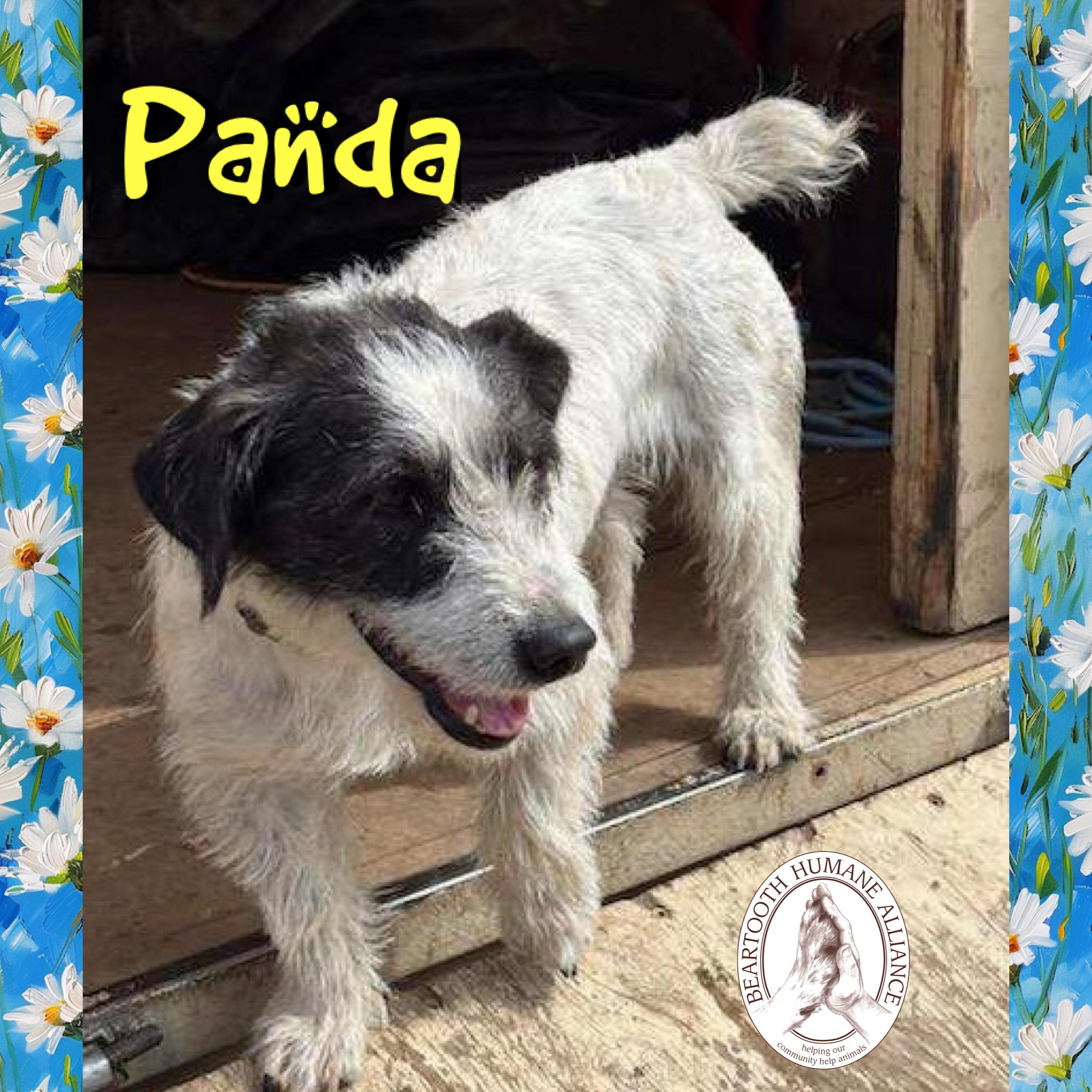 Panda, ADOPTABLE, Adult Female Jack Russell Terrier & Australian Kelpie.