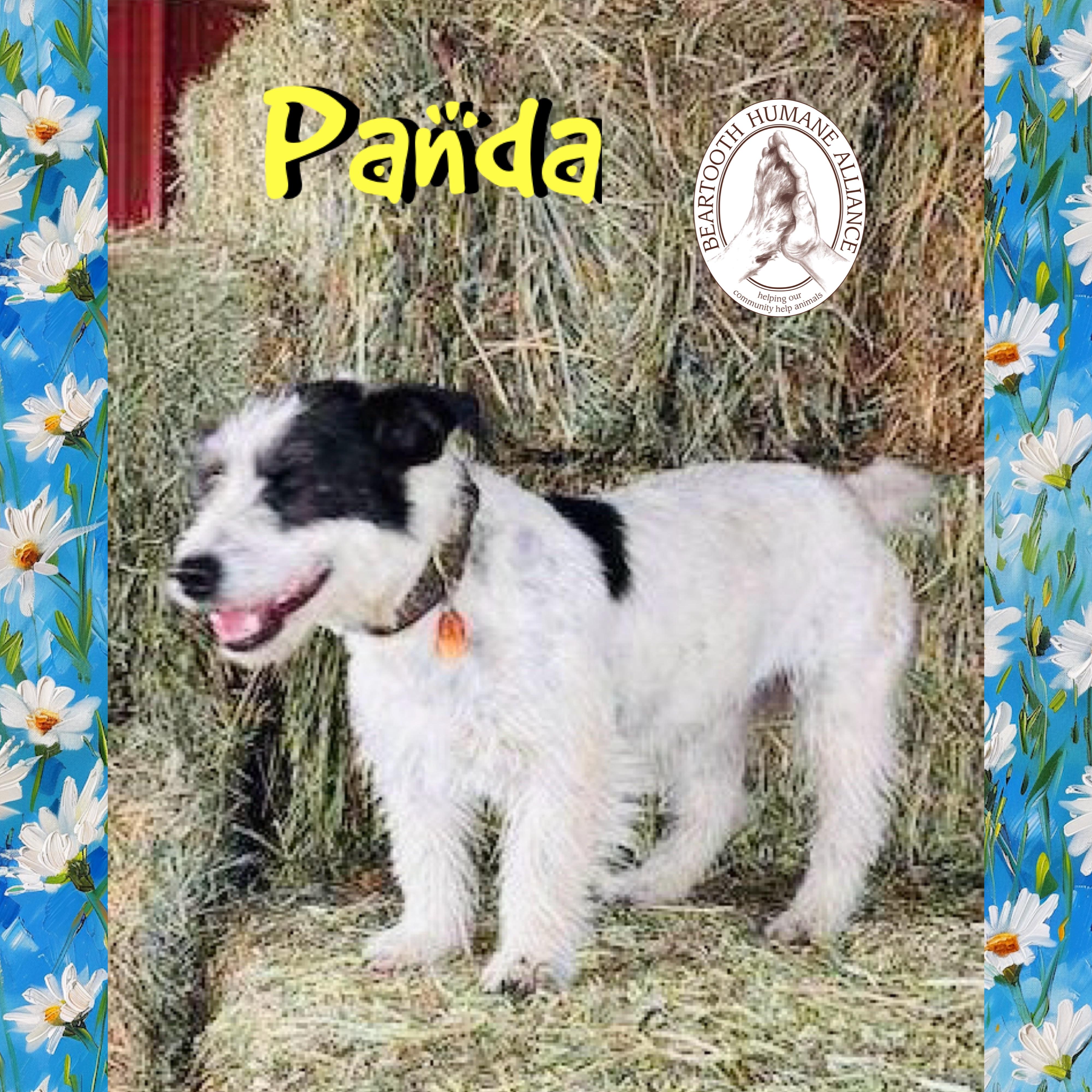 Enlarge Panda, a ADOPTABLE mixed breed in Red Lodge, MT image 2/4
