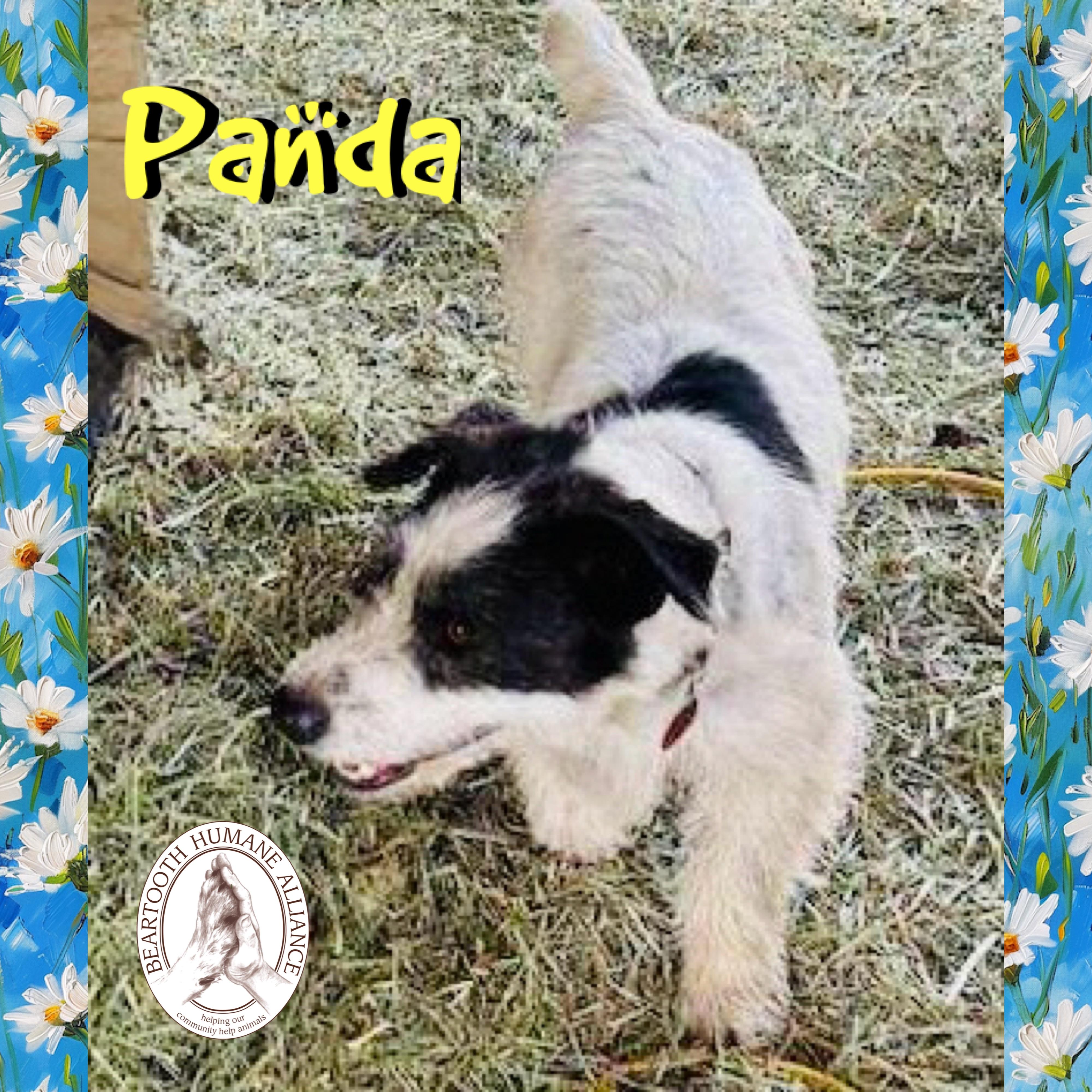 Enlarge Panda, a ADOPTABLE mixed breed in Red Lodge, MT image 3/4