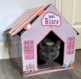 Frank #apple-head-Siamese, Adopted, Adult Male Siamese & Applehead Siamese.