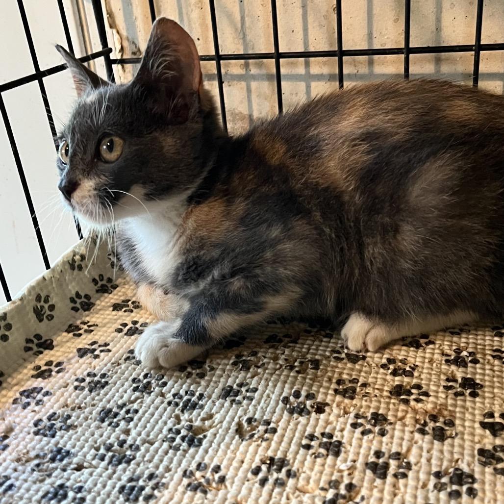 Soozie, Adoptable, Kitten Female Domestic Short Hair.