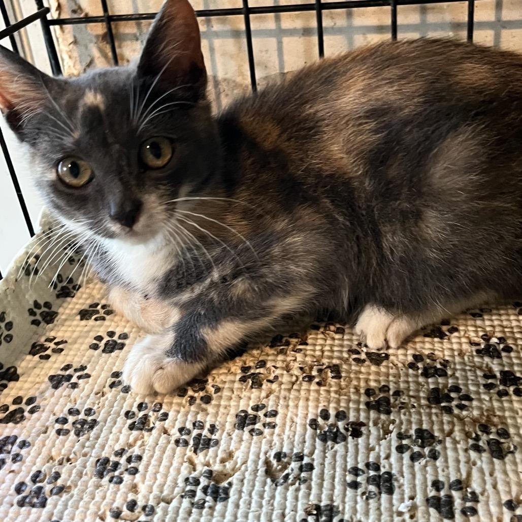Soozie, a Adoptable Domestic Short Hair in Volcano, HI image 2/3