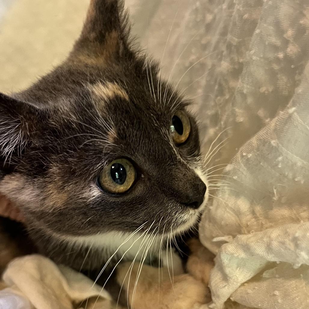 Soozie, a Adoptable Domestic Short Hair in Volcano, HI image 3/3