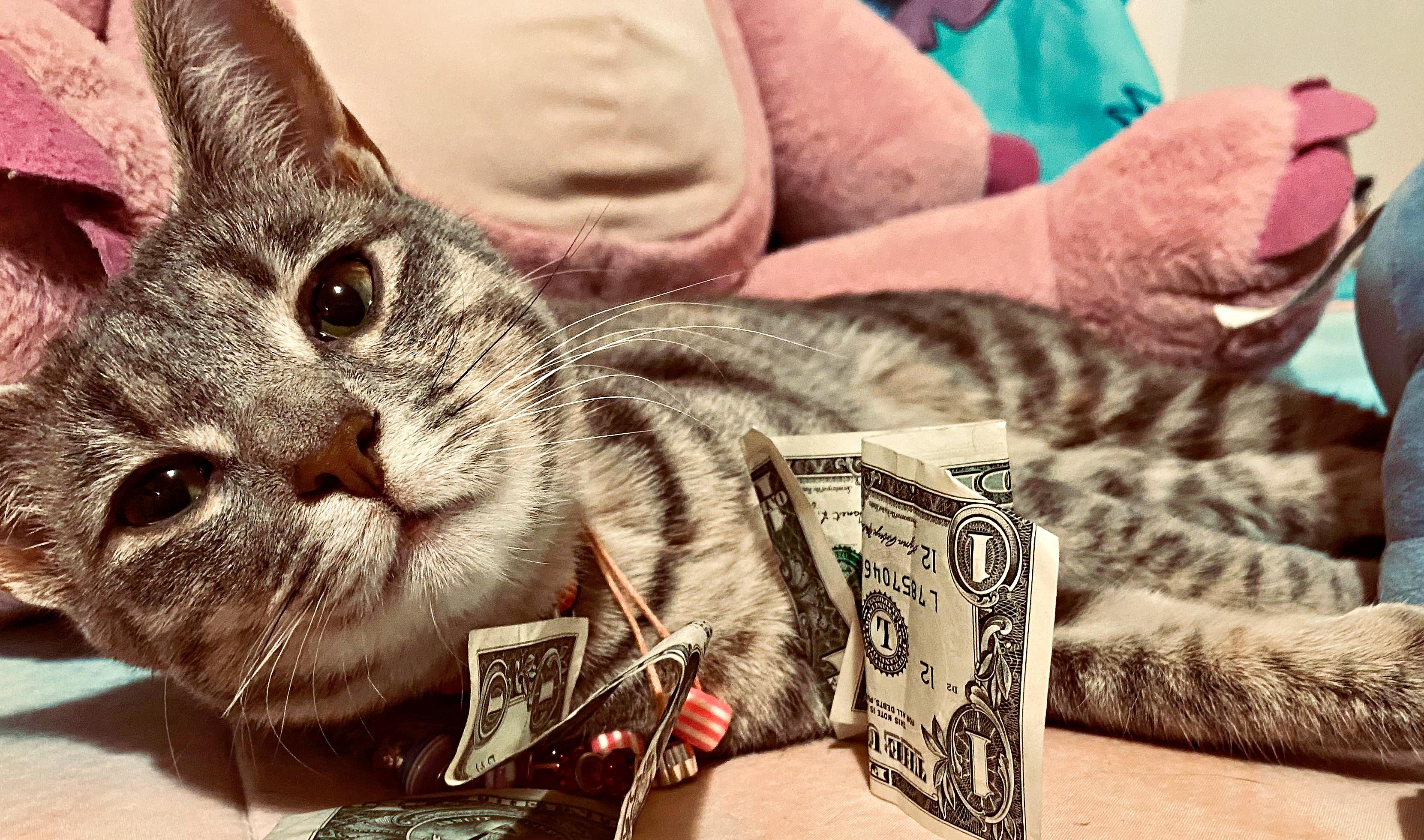 Enlarge Mia, a ADOPTABLE Domestic Short Hair in Pittsburgh, PA image 1/1