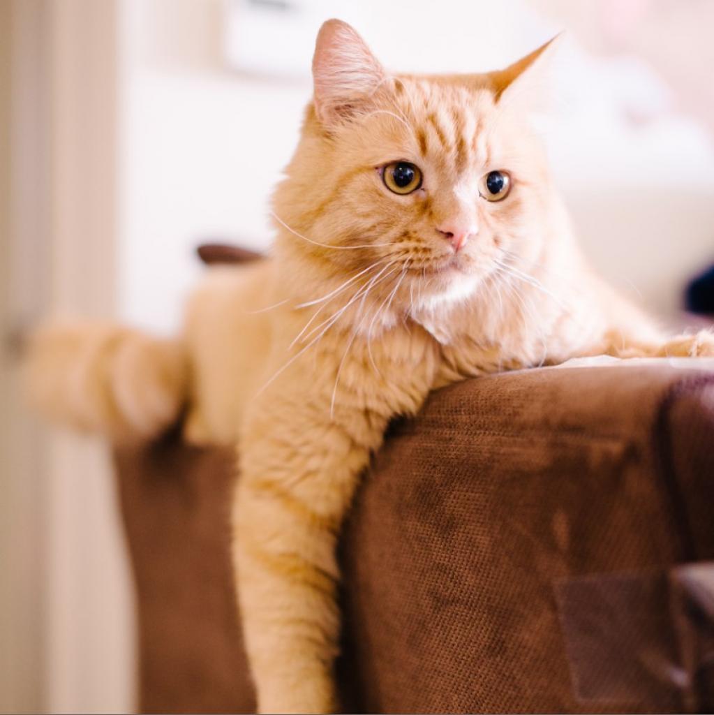 Atticus — thumbnail 2