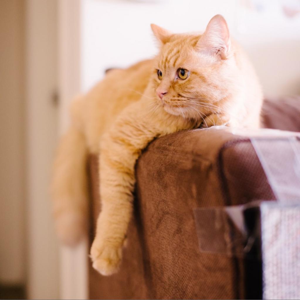 Atticus — thumbnail 3