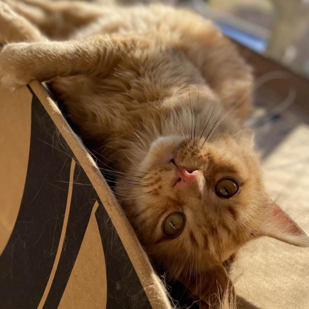 Atticus — thumbnail 4