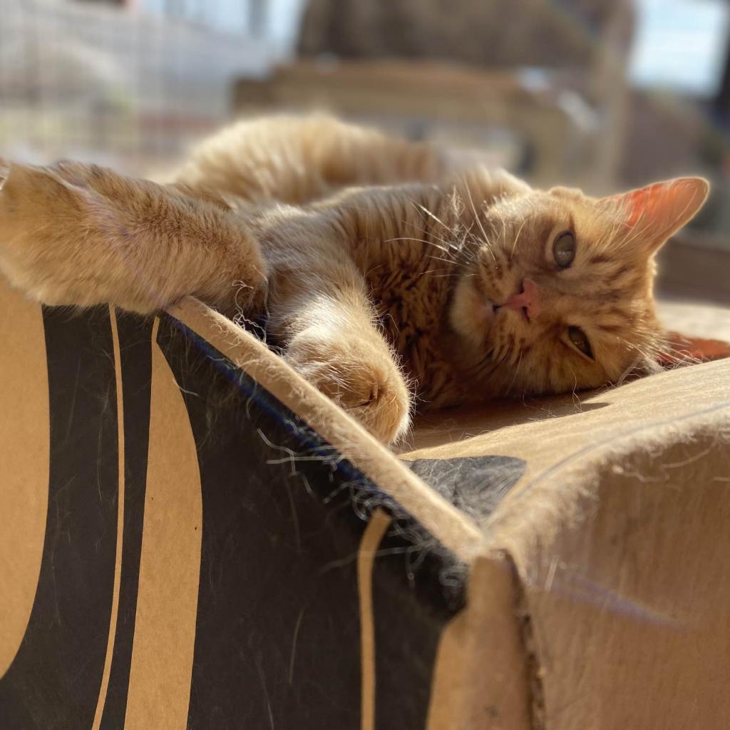 Atticus — thumbnail 5