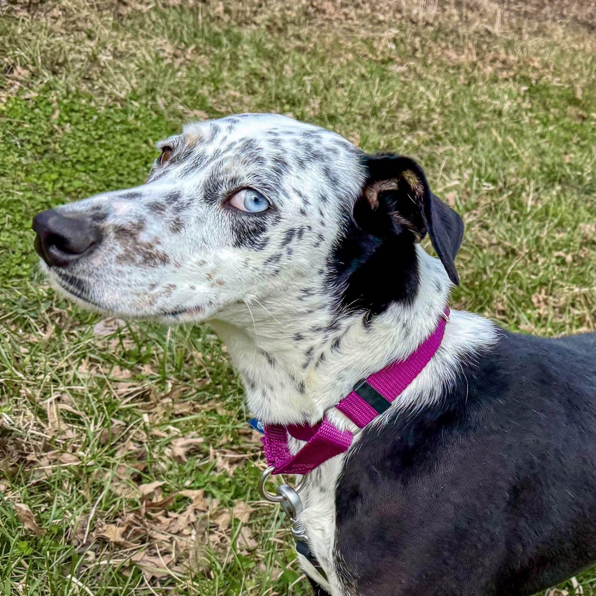 Enlarge Mavis, a ADOPTABLE mixed breed in Ashland, OH image 1/2