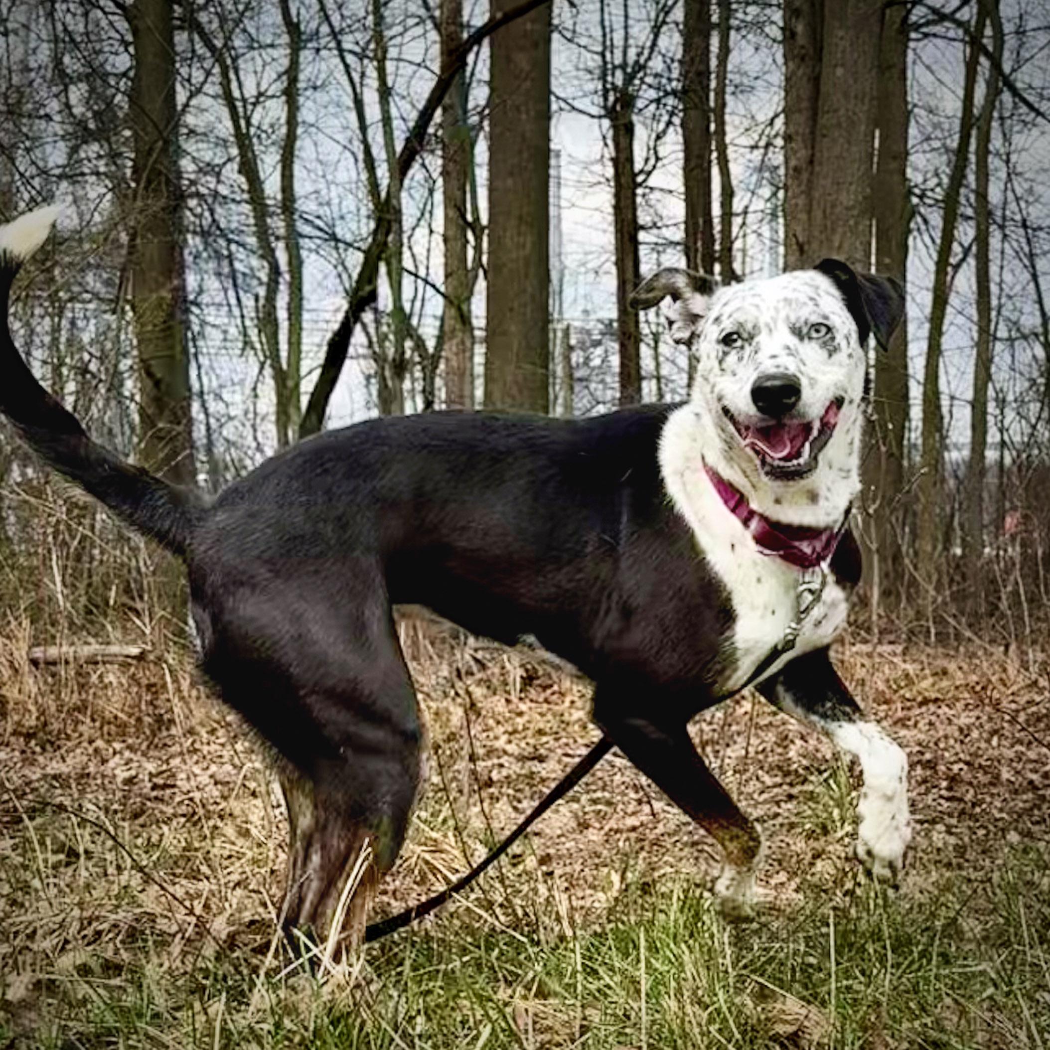 Enlarge Mavis, a ADOPTABLE mixed breed in Ashland, OH image 2/2