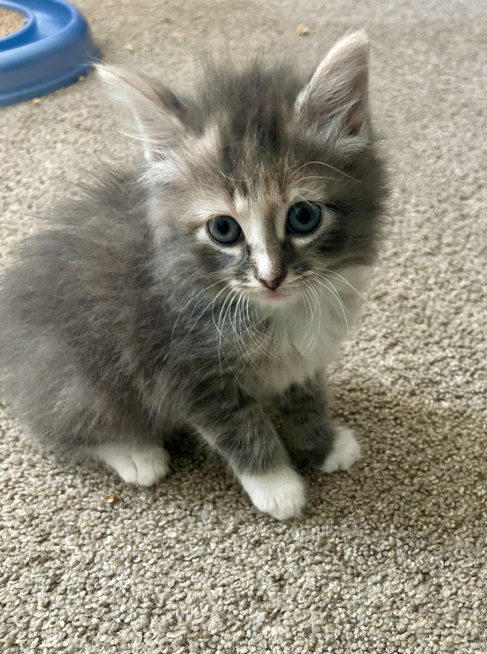 Fluffy, Adopted, Young Female Domestic Long Hair.