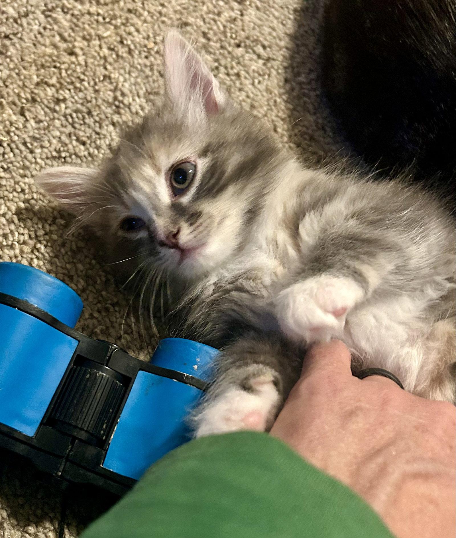 Fluffy, a Adopted Domestic Long Hair in Pittsboro, NC image 2/3